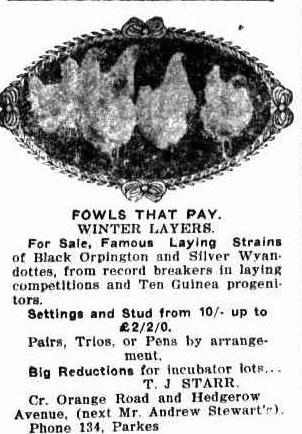 So well known was the Stewart's Rosedurnate that it was used to help advise would be poultry purchasers where they could go for their winter layers! Source: The Western Champion Thursday 5 January 1908, page 18